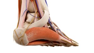 Runner con tendinopatia del tibiale posteriore. Un caso clinico