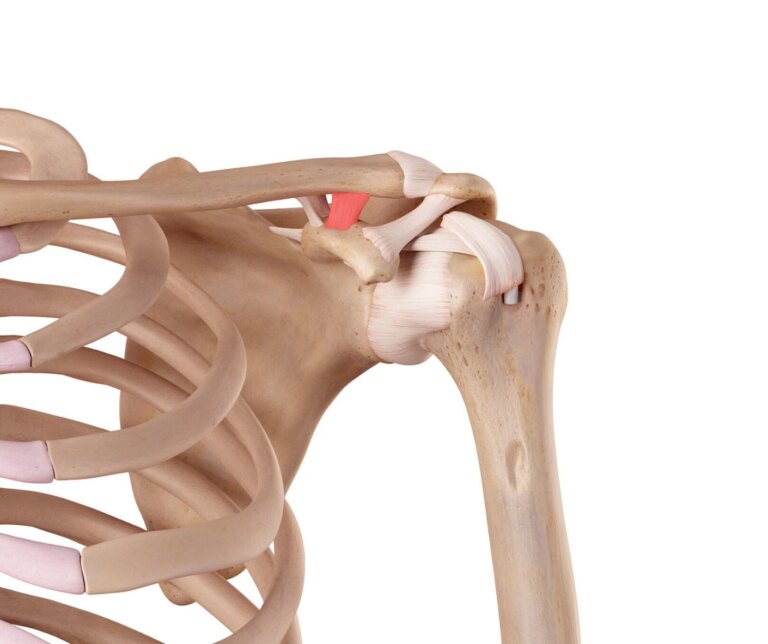 articolazione gleno omerale