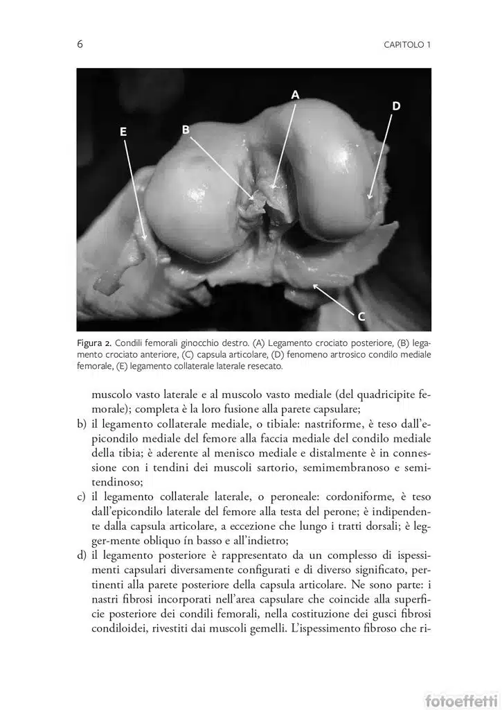 libro legamento crociato anteriore immagine 1