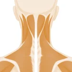 Cervicale